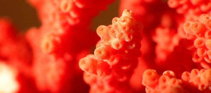 Crveni korali žive pet vekova