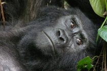 Gorile su i dalje ugrožena vrsta?