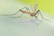 Kako zaustaviti širenje bolesti koju prenose komarci?