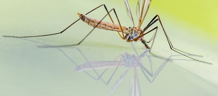 Kako zaustaviti širenje bolesti koju prenose komarci?