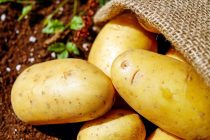 Krompir – povrće koje se gaji širom sveta
