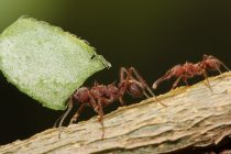 Na koji način ova vrsta mrava štiti koloniju?