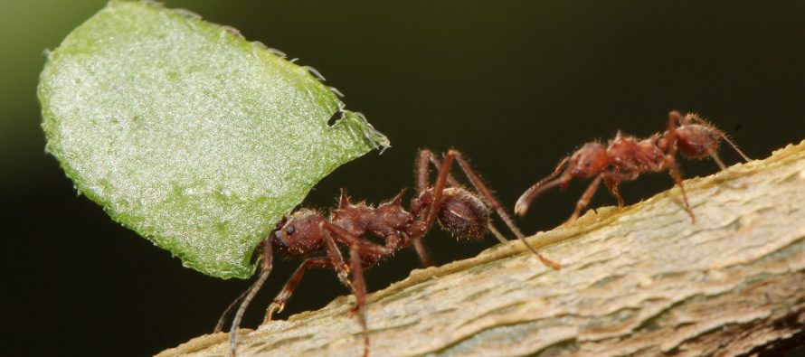 Na koji način ova vrsta mrava štiti koloniju?