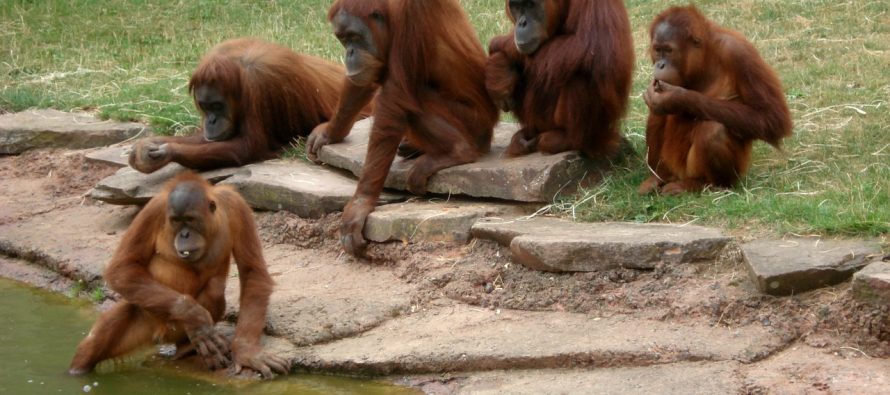 Kako palmino ulje utiče na život orangutana?