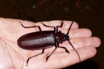 Koji su to najveći insekti na svetu?