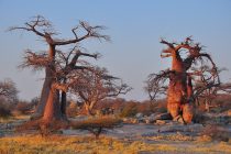 Baobabi u Africi pred izumiranjem