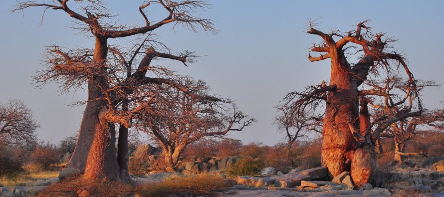 Baobabi u Africi pred izumiranjem
