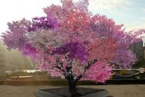 Ovo neobično drvo daje 40 različitih plodova