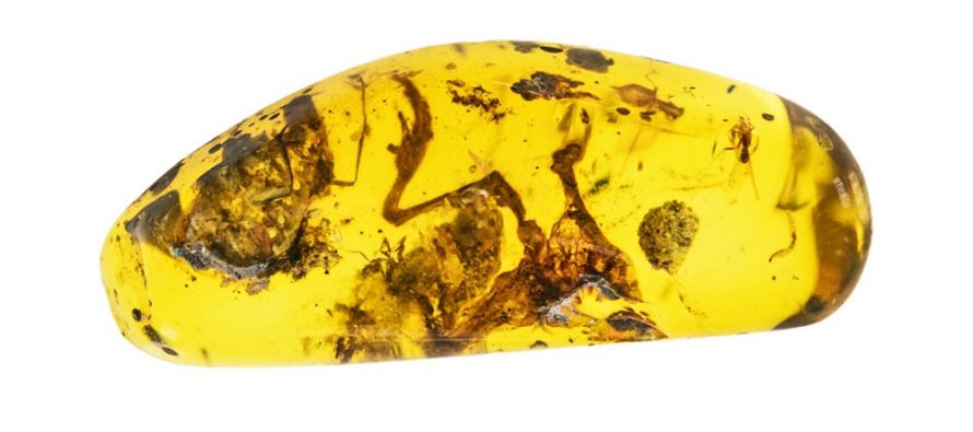 U ćilibaru otkriveni fosili žaba stari 99 miliona