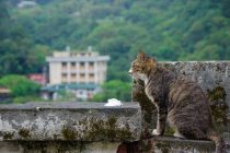 U kojem gradiću caruju mačke?