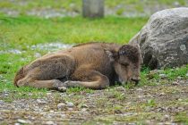 Ugrožena vrsta bizona ponovo na holandskim obalama