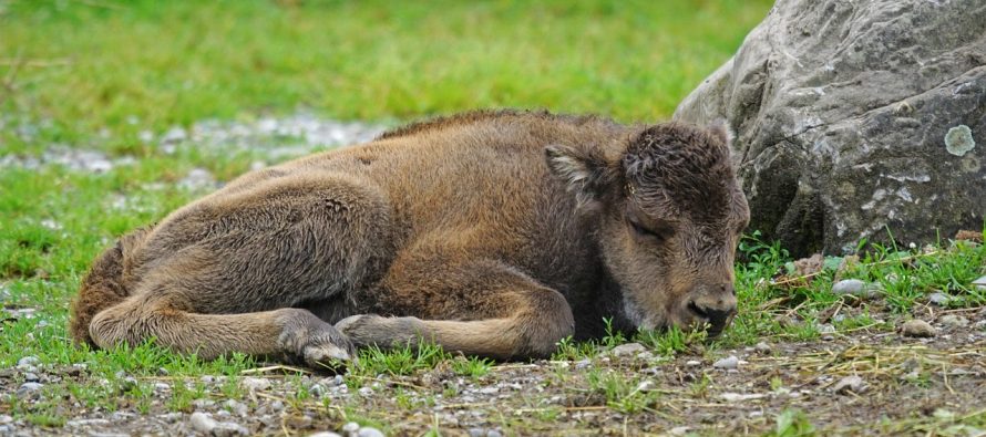 Ugrožena vrsta bizona ponovo na holandskim obalama