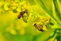 Poseduju li pčele matematičku sposobnost?