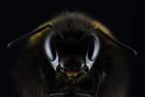 Verovali smo da je najveća vrsta pčele na svetu izumrla