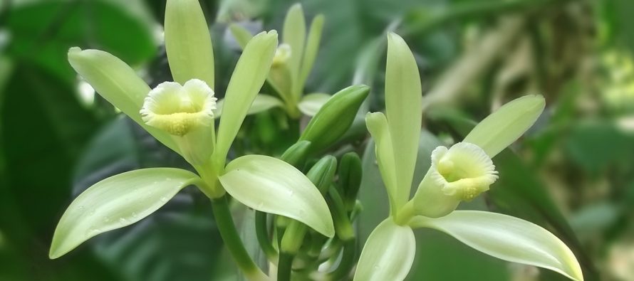Ovu vrstu orhideje koristimo u ishrani