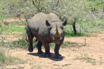 Crni nosorozi na granici da izumru?