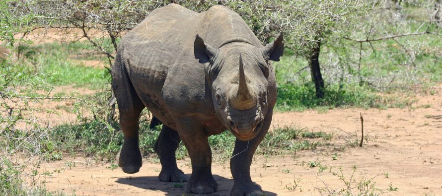 Crni nosorozi na granici da izumru?