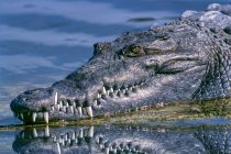 Uhvaćen najveći krokodil na svetu!