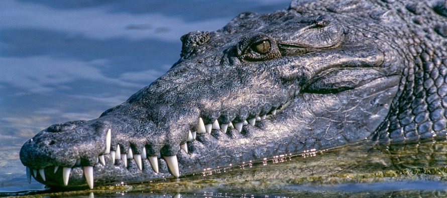 Uhvaćen najveći krokodil na svetu!