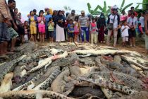 Ubijeno 300 krokodila zbog osvete