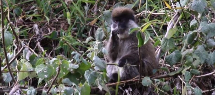 Pripadnici jedne vrste majmuna imaju različit DNK?
