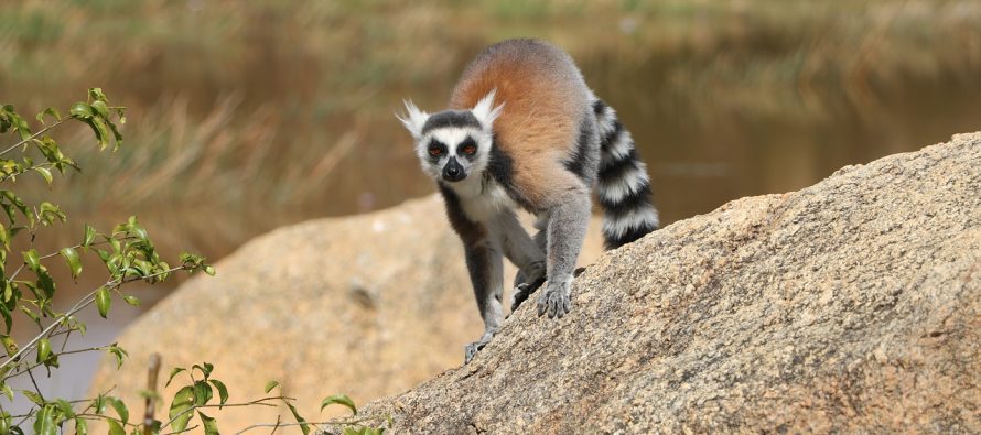 Da li su lemuri najugroženija vrsta?