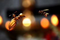 Da li su robo-pčele sledeći oprašivači useva?