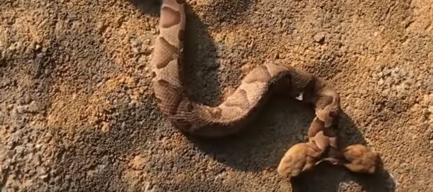 Otkrivena zmija sa dve glave?