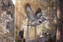 Otkriven fosil kratkorepe ptice star 127 miliona godina