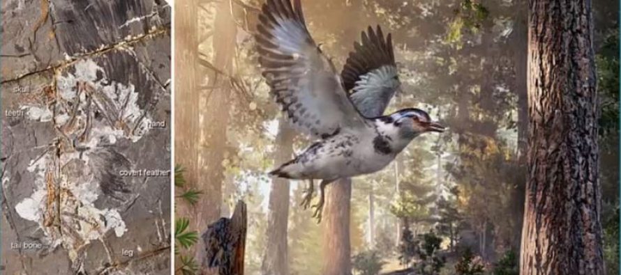 Otkriven fosil kratkorepe ptice star 127 miliona godina