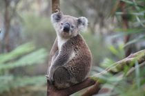 Preti li koalama izumiranje?