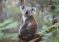 Preti li koalama izumiranje?