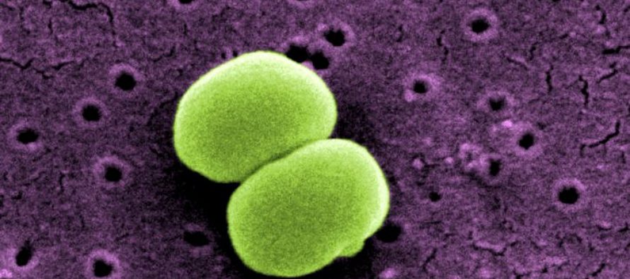 Svetom se širi otporna i opasna bakterija?