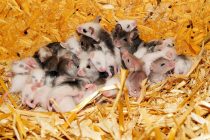 Naučnici stvorili miševe sa dve majke?