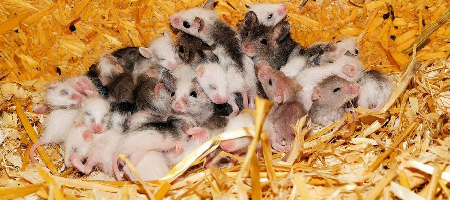 Naučnici stvorili miševe sa dve majke?