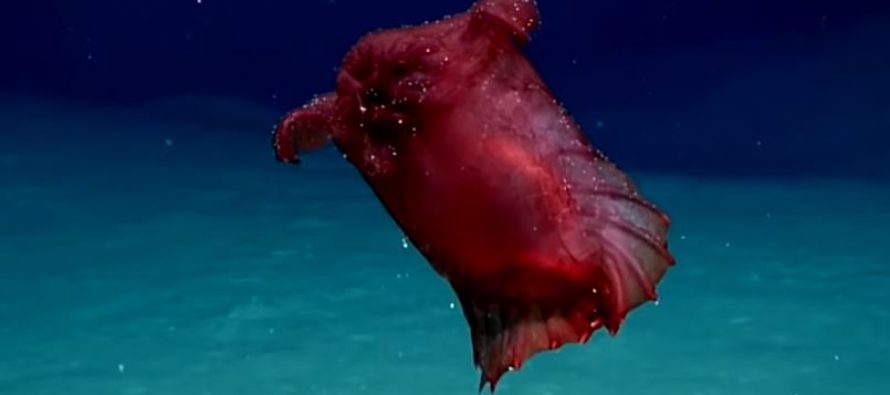 Otkriveno neobično stvorenje na dnu okeana!