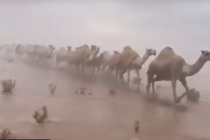 More usred pustinje – nezapamćene padavine u Saudijskoj Arabiji