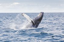 Japan ponovo dozvolio komercijalni lov na kitove