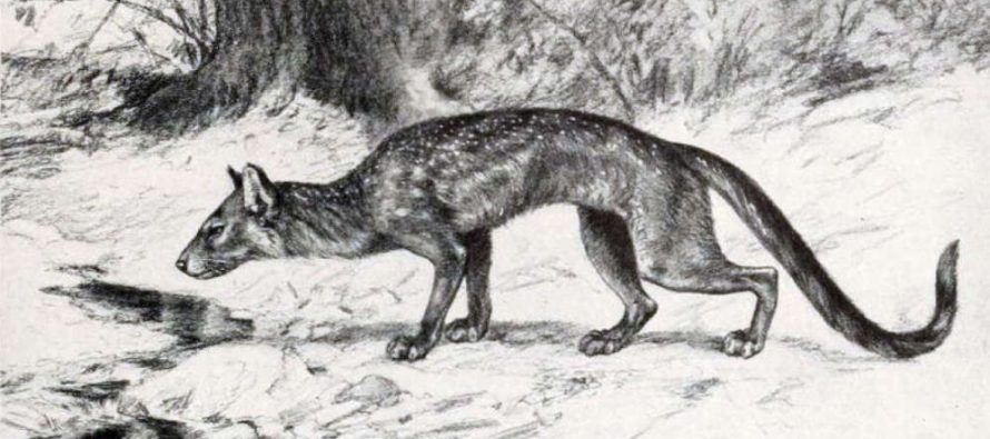 Ovako je izgledao najveći praistorijski pas