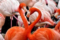 Zašto su flamingosi roze boje?