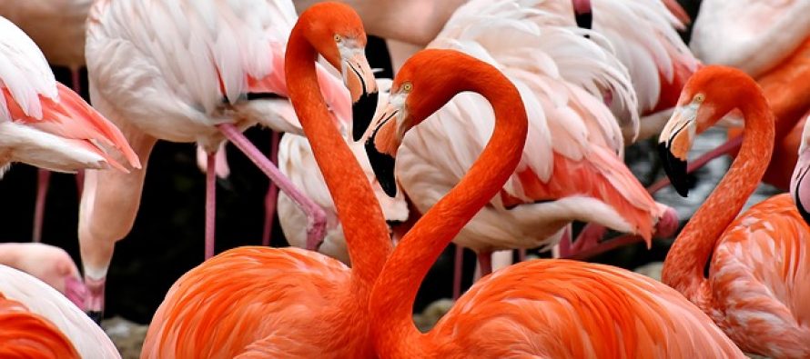 Zašto su flamingosi roze boje?