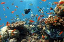 Ljudi su poremetili jedan od prirodnih zakona koji upravljaju morima i okeanima