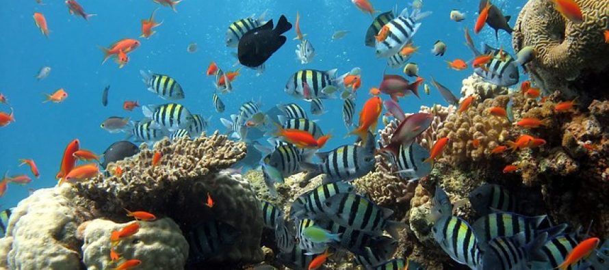 Ljudi su poremetili jedan od prirodnih zakona koji upravljaju morima i okeanima