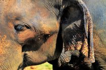 Uginula je “najtužnija” slonica na svetu