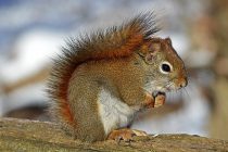 Otkrivena nova vrsta džinovskih veverica šarenog krzna