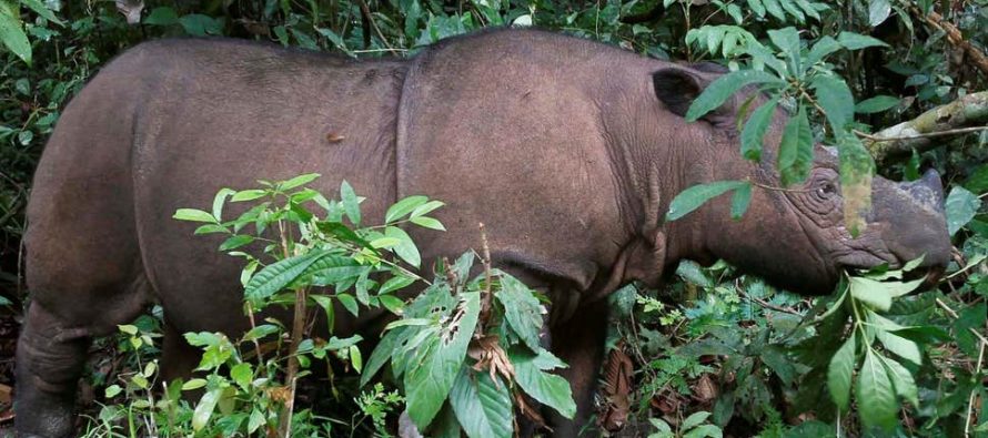 Poslednji sumatranski nosorog u Maleziji uginuo