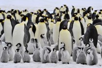 Ova vrsta pingvina bi mogla nestati do kraja veka