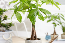 Biljke koje će osvežiti vaš radni prostor
