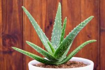 Aloe vera – kraljica svih lekovitih biljaka!
