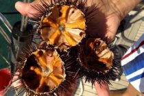 Bodljikavi delikates – morski ježevi na tanjiru!